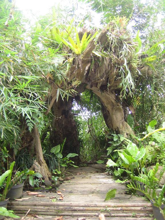 Baturiti The Aura Shanti Retreat מראה חיצוני תמונה